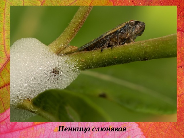 Пенница слюнявая 