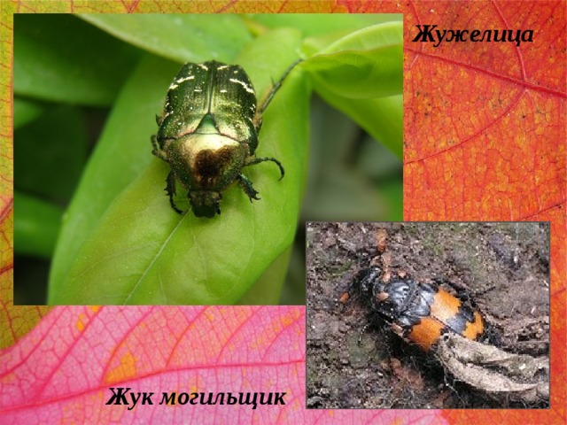 Жужелица Жук могильщик 
