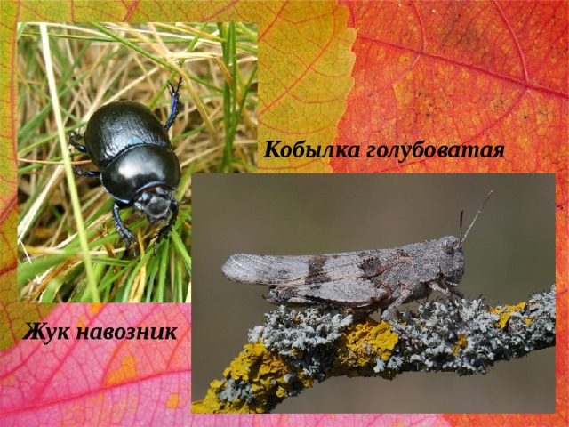 Кобылка голубоватая Жук навозник 