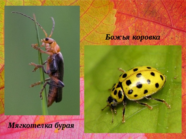 Божья коровка Мягкотелка бурая 