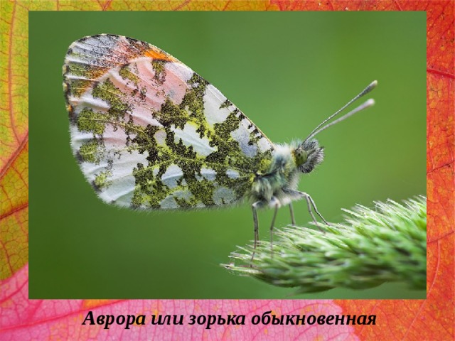 Аврора или зорька обыкновенная 