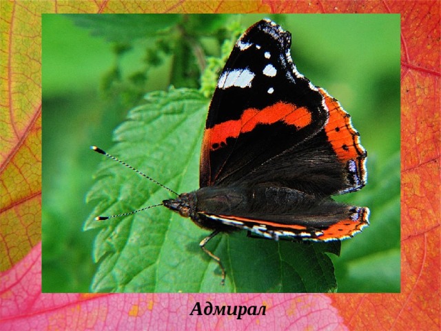 Адмирал 