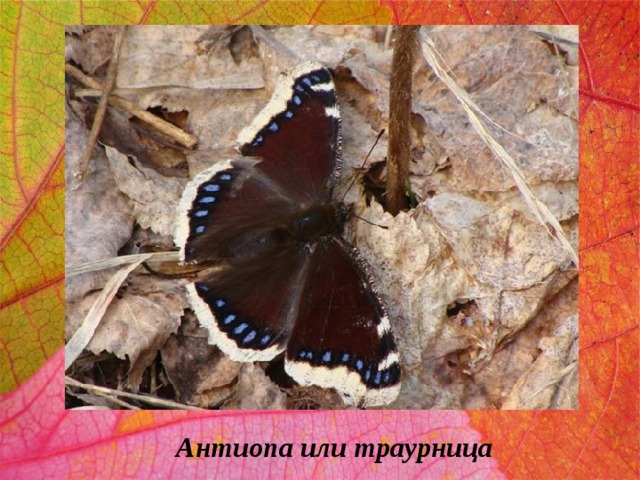 Антиопа или траурница 