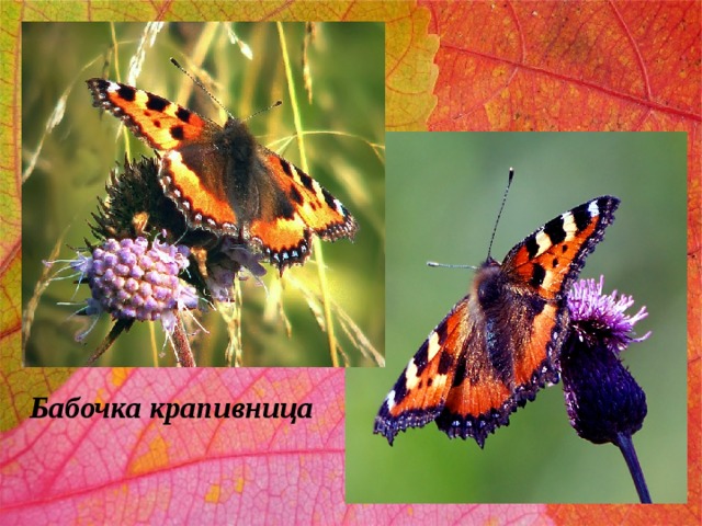 Бабочка крапивница 