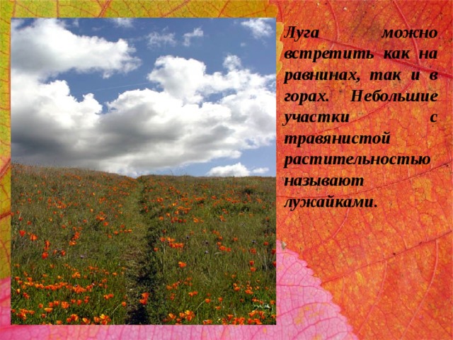 Луга можно встретить как на равнинах, так и в горах. Небольшие участки с травянистой растительностью называют лужайками. 