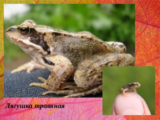 Лягушка травяная 