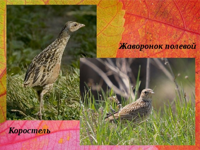 Жаворонок полевой Коростель 