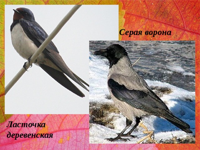 Серая ворона Ласточка деревенская 
