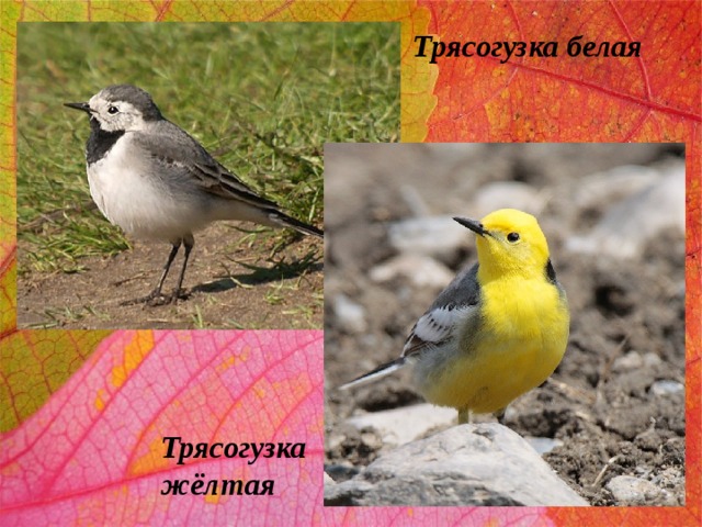 Трясогузка белая Трясогузка жёлтая 