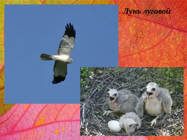Лунь луговой 