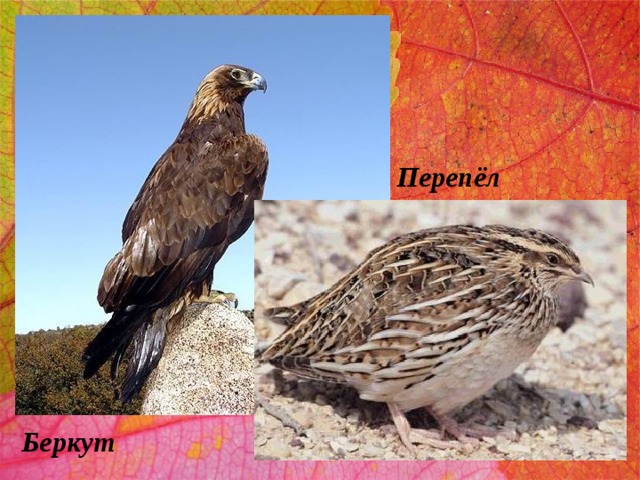 Перепёл Беркут 