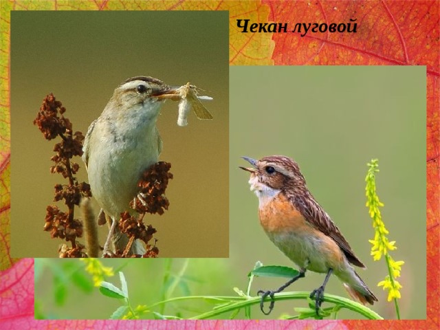 Чекан луговой 