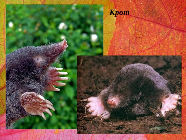 Крот 