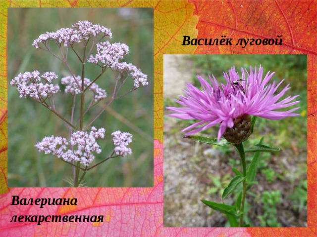 Василёк луговой Валериана  лекарственная 