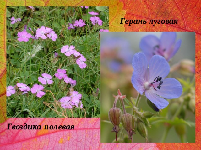 Герань луговая Гвоздика  полевая 
