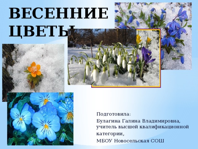 ВЕСЕННИЕ ЦВЕТЫ Подготовила: Булагина Галина Владимировна, учитель высшей квалификационной категории , МБОУ Новосельская СОШ 