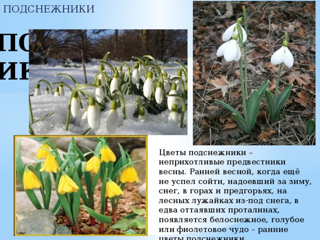  ПОДСНЕЖНИКИ ПОДСНЕЖНИКИ Цветы подснежники – неприхотливые предвестники весны. Ранней весной, когда ещё не успел сойти, надоевший за зиму, снег, в горах и предгорьях, на лесных лужайках из-под снега, в едва оттаявших проталинах, появляется белоснежное, голубое или фиолетовое чудо – ранние цветы подснежники   
