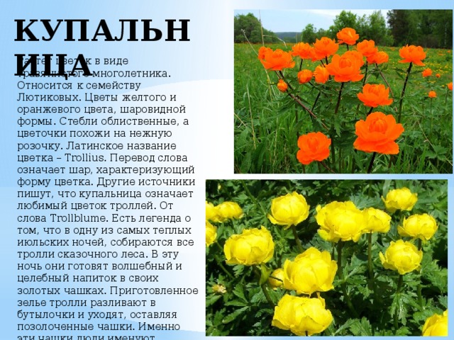 КУПАЛЬНИЦА Растет цветок в виде травянистого многолетника. Относится к семейству Лютиковых. Цветы желтого и оранжевого цвета, шаровидной формы. Стебли облиственные, а цветочки похожи на нежную розочку. Латинское название цветка – Trollius. Перевод слова означает шар, характеризующий форму цветка. Другие источники пишут, что купальница означает любимый цветок троллей. От слова Trollblume. Есть легенда о том, что в одну из самых теплых июльских ночей, собираются все тролли сказочного леса. В эту ночь они готовят волшебный и целебный напиток в своих золотых чашках. Приготовленное зелье тролли разливают в бутылочки и уходят, оставляя позолоченные чашки. Именно эти чашки люди именуют купальницей.   