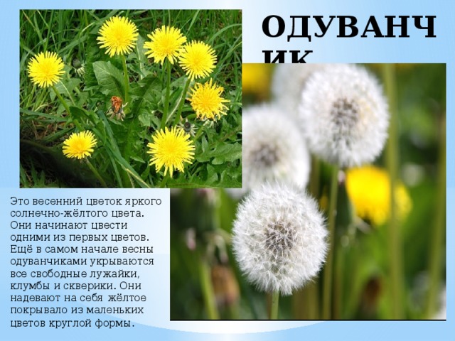 ОДУВАНЧИК Это весенний цветок яркого солнечно-жёлтого цвета. Они начинают цвести одними из первых цветов. Ещё в самом начале весны одуванчиками укрываются все свободные лужайки, клумбы и скверики. Они надевают на себя жёлтое покрывало из маленьких цветов круглой формы . 
