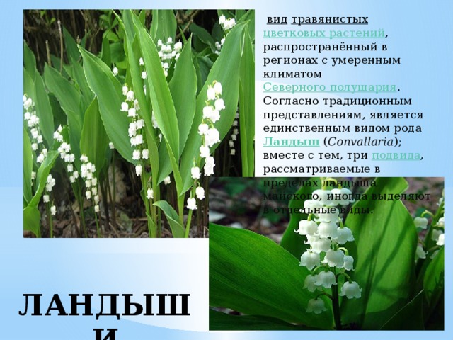   вид   травянистых   цветковых растений , распространённый в регионах с умеренным климатом  Северного полушария . Согласно традиционным представлениям, является единственным видом рода  Ландыш  ( Convallaria ); вместе с тем, три  подвида , рассматриваемые в пределах ландыша майского, иногда выделяют в отдельные виды. ЛАНДЫШИ 