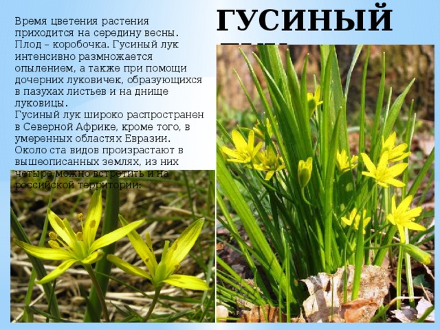 ГУСИНЫЙ ЛУК Время цветения растения приходится на середину весны. Плод – коробочка. Гусиный лук интенсивно размножается опылением, а также при помощи дочерних луковичек, образующихся в пазухах листьев и на днище луковицы. Гусиный лук широко распространен в Северной Африке, кроме того, в умеренных областях Евразии. Около ста видов произрастают в вышеописанных землях, из них четыре можно встретить и на российской территории: 