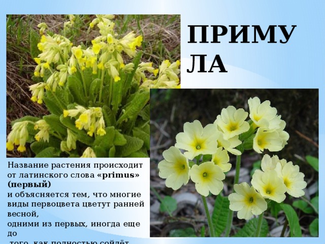 ПРИМУЛА Название растения происходит от латинского слова  «primus» (первый)   и объясняется тем, что многие виды первоцвета цветут ранней весной, одними из первых, иногда еще до  того, как полностью сойдёт снег. Отсюда же происходит и русское название — первоцвет. 