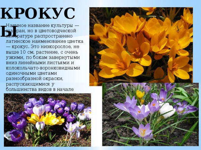 КРОКУСЫ Научное название культуры — шафран, но в цветоводческой литературе распространено латинское наименование цветка — крокус. Это низкорослое, не выше 10 см, растение, с очень узкими, по бокам завернутыми вниз линейными листьями и колокольчато-воронковидными одиночными цветами разнообразной окраски, распускающимися у большинства видов в начале весны, у некоторых — осенью 