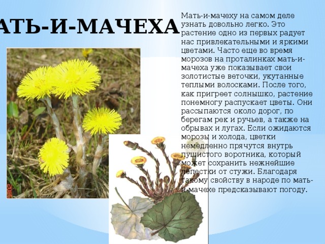 Мать-и-мачеху на самом деле узнать довольно легко. Это растение одно из первых радует нас привлекательными и яркими цветами. Часто еще во время морозов на проталинках мать-и-мачеха уже показывает свои золотистые веточки, укутанные теплыми волосками. После того, как пригреет солнышко, растение понемногу распускает цветы. Они рассыпаются около дорог, по берегам рек и ручьев, а также на обрывах и лугах. Если ожидаются морозы и холода, цветки немедленно прячутся внутрь пушистого воротника, который может сохранить нежнейшие лепестки от стужи. Благодаря такому свойству в народе по мать-и-мачехе предсказывают погоду.     МАТЬ-И-МАЧЕХА 