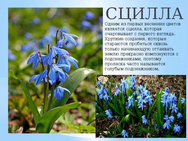  СЦИЛЛА Одним из первых весенних цветов является сцилла, которая очаровывает с первого взгляда. Хрупкие создания, которые стараются пробиться сквозь только начинающую оттаивать землю прекрасно компонуются с подснежниками, поэтому пролеска часто называется голубым подснежником. 