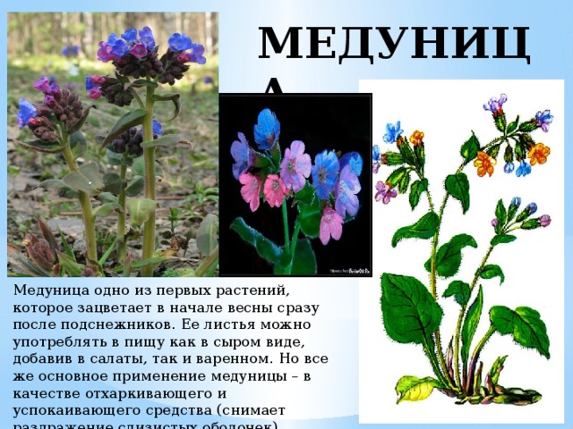 МЕДУНИЦА Медуница одно из первых растений, которое зацветает в начале весны сразу после подснежников. Ее листья можно употреблять в пищу как в сыром виде, добавив в салаты, так и варенном. Но все же основное применение медуницы – в качестве отхаркивающего и успокаивающего средства (снимает раздражение слизистых оболочек). 