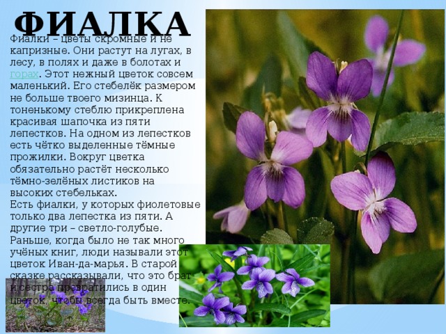 ФИАЛКА Фиалки – цветы скромные и не капризные. Они растут на лугах, в лесу, в полях и даже в болотах и  горах . Этот нежный цветок совсем маленький. Его стебелёк размером не больше твоего мизинца. К тоненькому стеблю прикреплена красивая шапочка из пяти лепестков. На одном из лепестков есть чётко выделенные тёмные прожилки. Вокруг цветка обязательно растёт несколько тёмно-зелёных листиков на высоких стебельках. Есть фиалки, у которых фиолетовые только два лепестка из пяти. А другие три – светло-голубые. Раньше, когда было не так много учёных книг, люди называли этот цветок Иван-да-марья. В старой сказке рассказывали, что это брат и сестра превратились в один цветок, чтобы всегда быть вместе . 