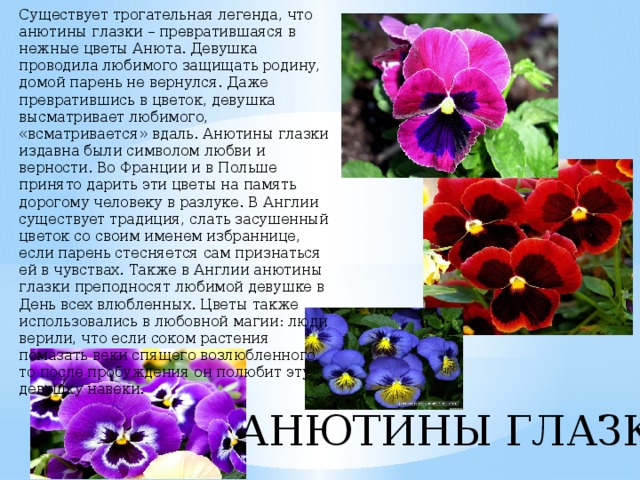 Существует трогательная легенда, что анютины глазки – превратившаяся в нежные цветы Анюта. Девушка проводила любимого защищать родину, домой парень не вернулся. Даже превратившись в цветок, девушка высматривает любимого, «всматривается» вдаль. Анютины глазки издавна были символом любви и верности. Во Франции и в Польше принято дарить эти цветы на память дорогому человеку в разлуке. В Англии существует традиция, слать засушенный цветок со своим именем избраннице, если парень стесняется сам признаться ей в чувствах. Также в Англии анютины глазки преподносят любимой девушке в День всех влюбленных. Цветы также использовались в любовной магии: люди верили, что если соком растения помазать веки спящего возлюбленного, то после пробуждения он полюбит эту девушку навеки. АНЮТИНЫ ГЛАЗКИ 