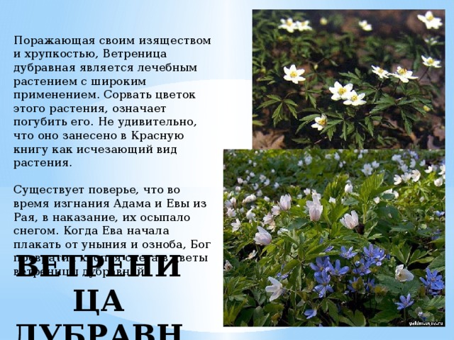 Поражающая своим изяществом и хрупкостью, Ветреница дубравная является лечебным растением с широким применением. Сорвать цветок этого растения, означает погубить его. Не удивительно, что оно занесено в Красную книгу как исчезающий вид растения.    Существует поверье, что во время изгнания Адама и Евы из Рая, в наказание, их осыпало снегом. Когда Ева начала плакать от уныния и озноба, Бог превратил хлопья снега в цветы ветреницы дубравной    ВЕТРЕНИЦА ДУБРАВНАЯ 