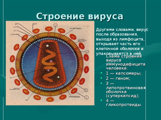 Строение вируса Другими словами, вирус после образования, выходя из лимфоцита, открывает часть его клеточной оболочки и упаковывается в неё.  Схема строения вируса иммунодефицита человека: 1 — капсомеры; 2 — геном; 3 — липопротеиновая оболочка (суперкапсид); 4 — гликопротеиды . 