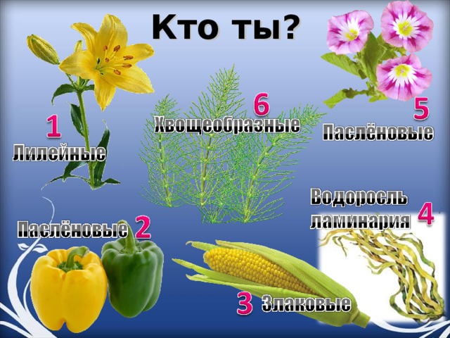 Кто ты? 