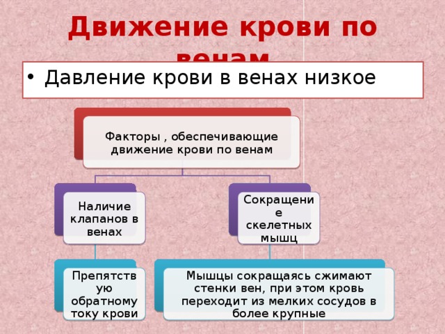 Движение крови по венам Давление крови в венах низкое Факторы , обеспечивающие движение крови по венам Наличие клапанов в венах Сокращение скелетных мышц Препятствую обратному току крови Мышцы сокращаясь сжимают стенки вен, при этом кровь переходит из мелких сосудов в более крупные 