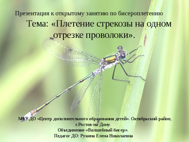  Презентация к открытому занятию по бисероплетению  Тема: «Плетение стрекозы на одном отрезке проволоки».  МБУ ДО «Центр дополнительного образования детей». Октябрьский район,  г.Ростов-на-Дону.  Объединение «Волшебный бисер».  Педагог ДО: Рукина Елена Николаевна 