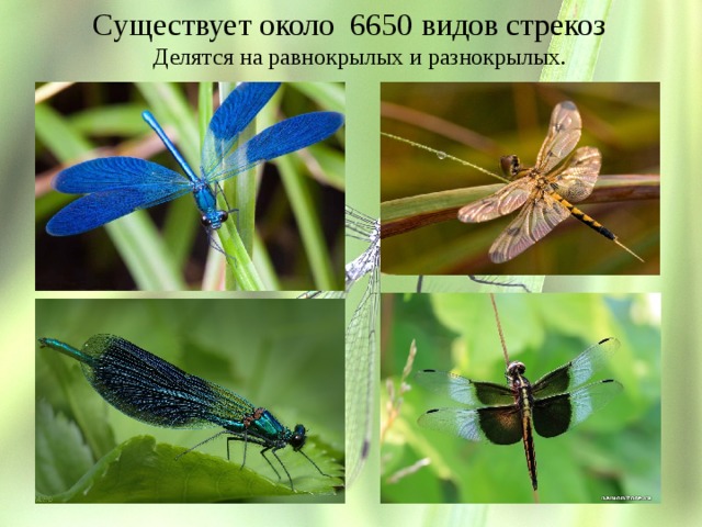  Существует около 6650 видов стрекоз  Делятся на равнокрылых и разнокрылых. 