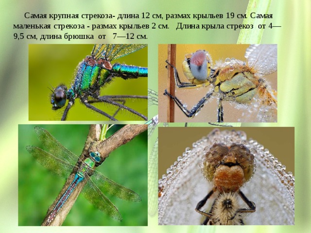  Самая крупная стрекоза- длина 12 см, размах крыльев 19 см. Самая маленькая стрекоза - размах крыльев 2 см. Длина крыла стрекоз от 4—9,5 см, длина брюшка от 7—12 см. 