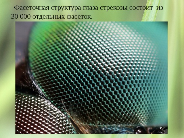  Фасеточная структура глаза стрекозы состоит из 30 000 отдельных фасеток. Фасеточная структура глаза стрекозы 