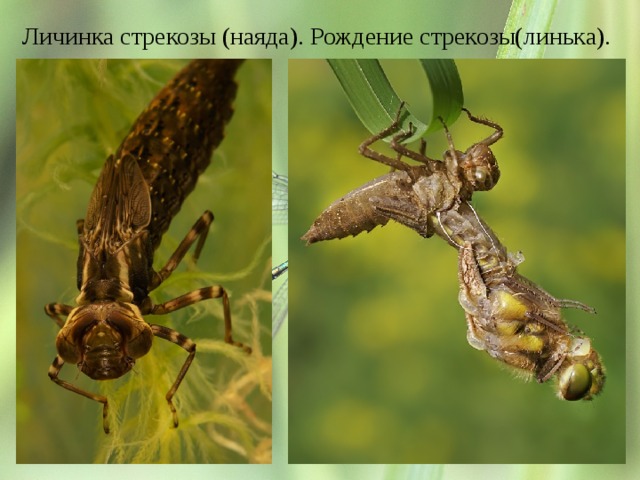 Личинка стрекозы (наяда). Рождение стрекозы(линька). 
