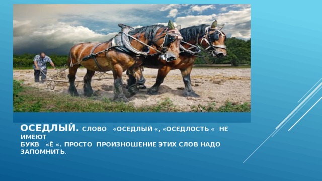 Оседлый. слово «оседлый «, «оседлость « не имеют  букв «Ё «. Просто произношение этих слов надо запомнить . 