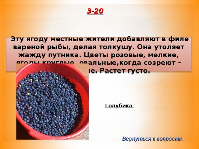 3-20  Эту ягоду местные жители добавляют в филе вареной рыбы, делая толкушу. Она утоляет жажду путника. Цветы розовые, мелкие, ягоды круглые, овальные,когда созреют – темно-синие. Растет густо. Голубика Вернуться к вопросам… 