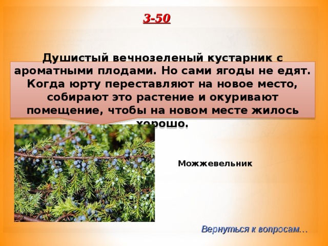 3-50 Душистый вечнозеленый кустарник с ароматными плодами. Но сами ягоды не едят. Когда юрту переставляют на новое место, собирают это растение и окуривают помещение, чтобы на новом месте жилось хорошо. Можжевельник Вернуться к вопросам… 