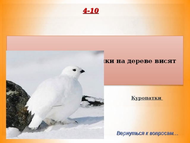 4-10 Загадка: Белые рукавички на дереве висят Куропатки Вернуться к вопросам… 