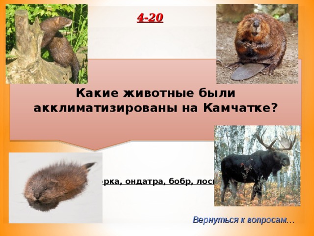 4-20 Какие животные были акклиматизированы на Камчатке? Норка, ондатра, бобр, лось. Вернуться к вопросам… 