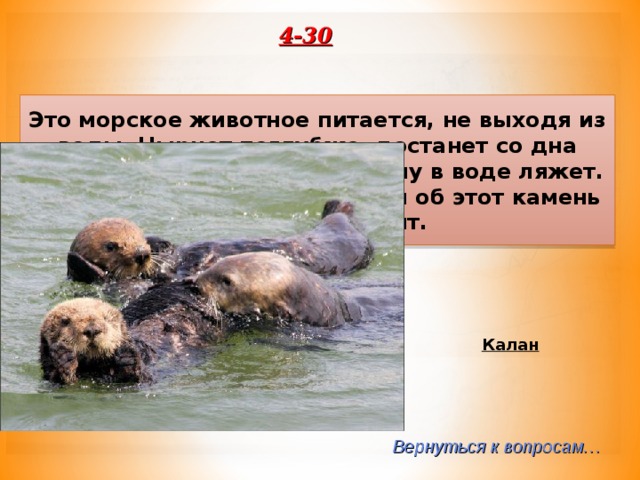 4-30 Это морское животное питается, не выходя из воды. Нырнет поглубже, достанет со дна раковину, вынырнет и на спину в воде ляжет. А на грудь камень положит, и об этот камень раковину долбит. Калан Вернуться к вопросам… 
