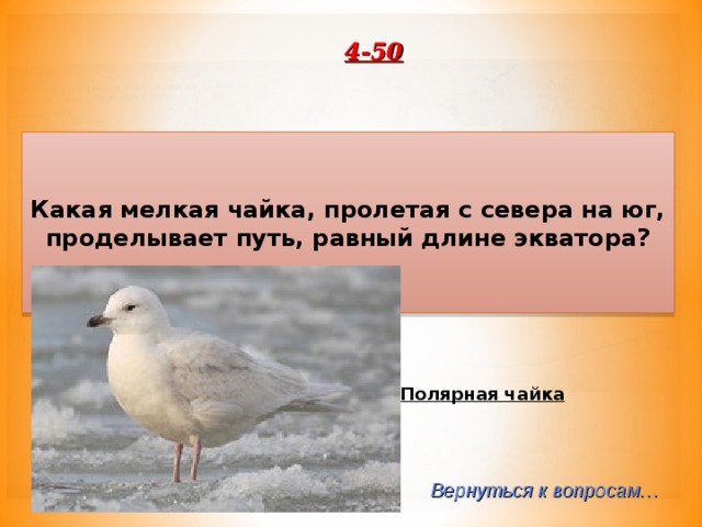 4-50 Какая мелкая чайка, пролетая с севера на юг, проделывает путь, равный длине экватора? Полярная чайка Вернуться к вопросам… 