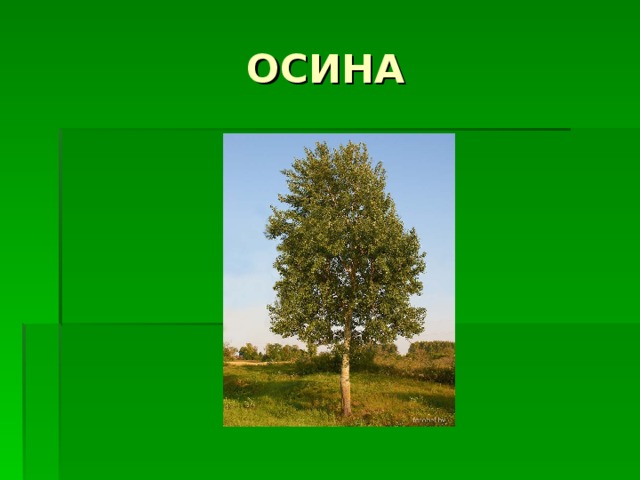 ОСИНА 