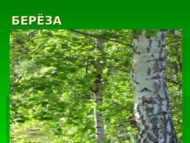 БЕРЁЗА 
